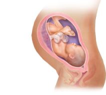 36 weeks pregnancy image